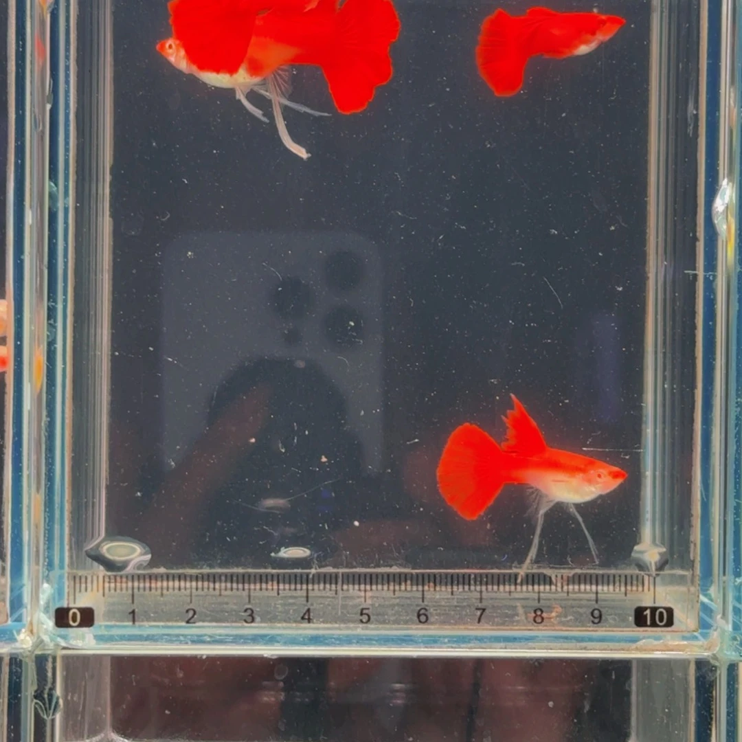 冬***冷孔雀鱼血红缎带2对，包缸