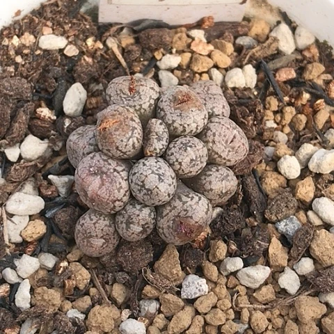 多肉肉锥 Y192红纹康菩提