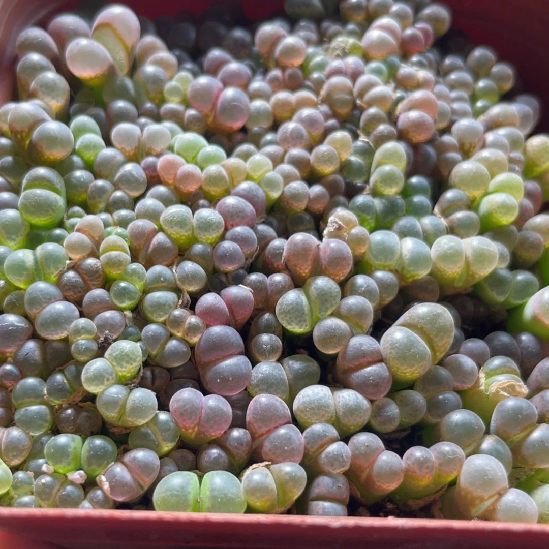 精选五彩大盆风铃～3