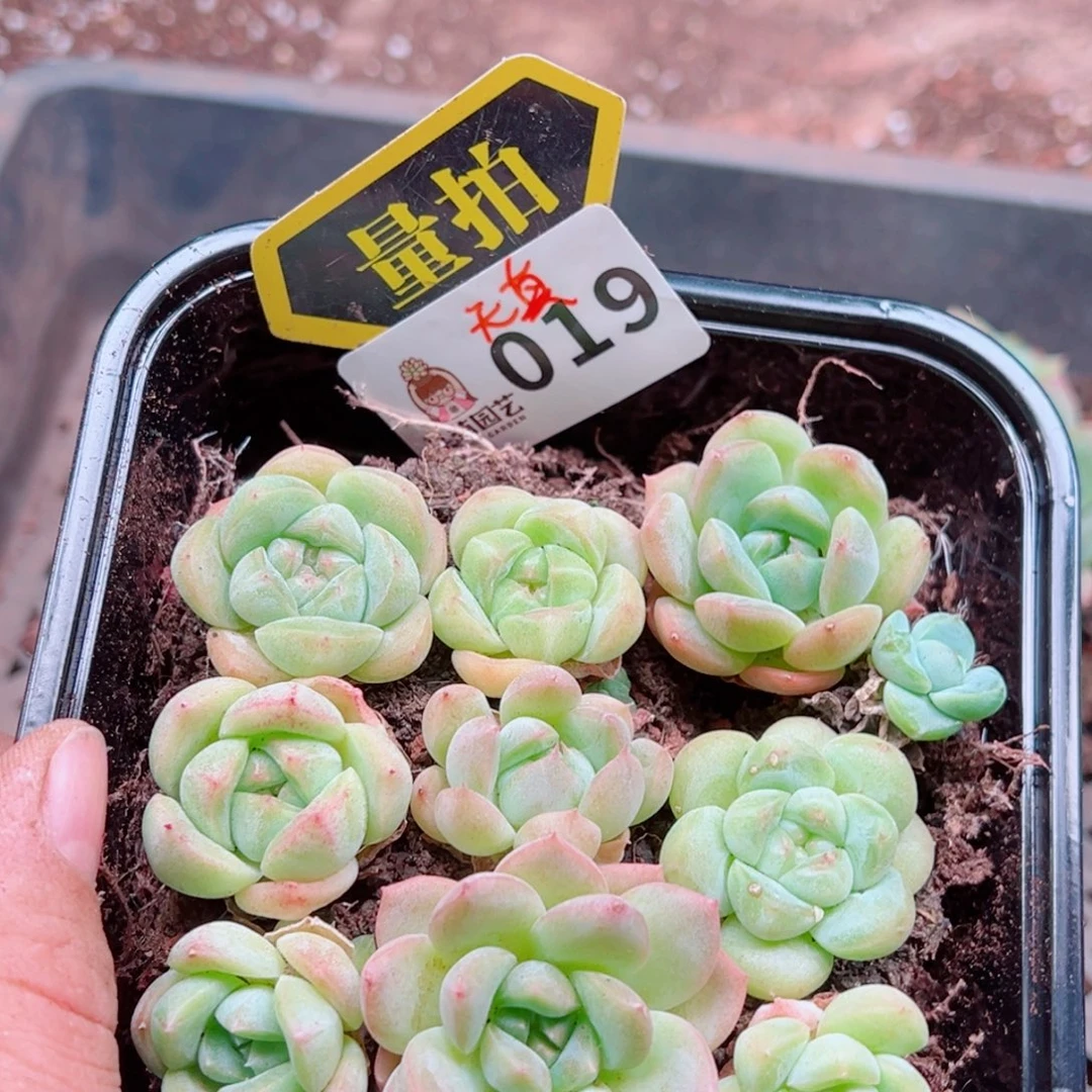 多肉植物多肉植物