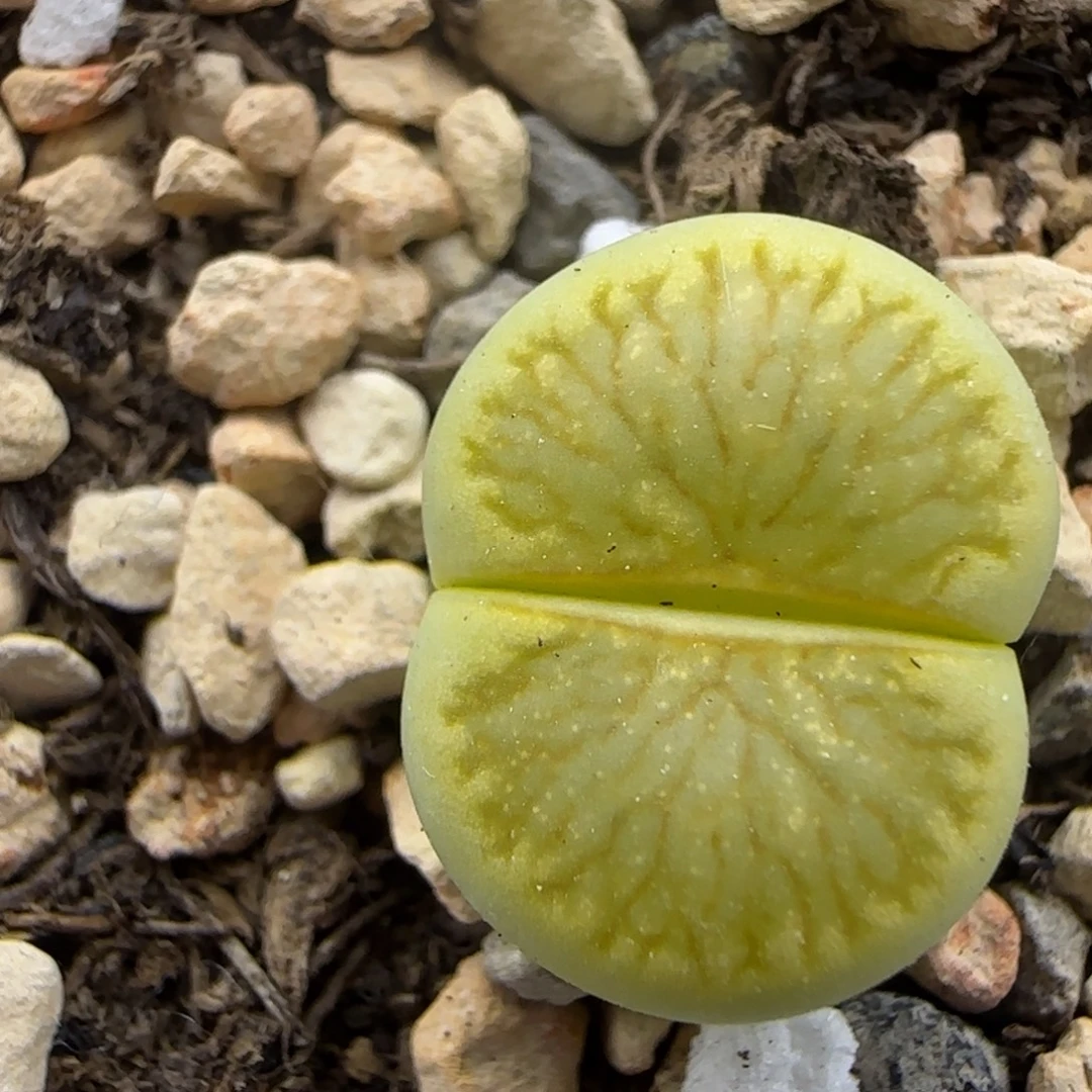 金色绿菊福利大棚直播