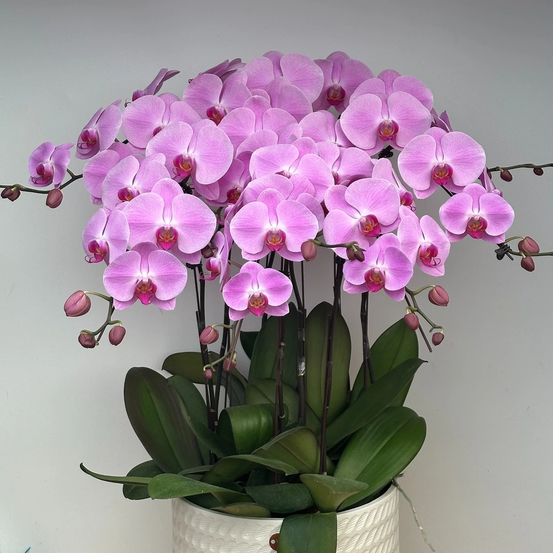 【顺丰次日达 大花专用】3.5寸杯单株裸苗，拍10赠2 组盆 蝴蝶兰年宵花 农场直发 组盆发货，江浙沪次日达