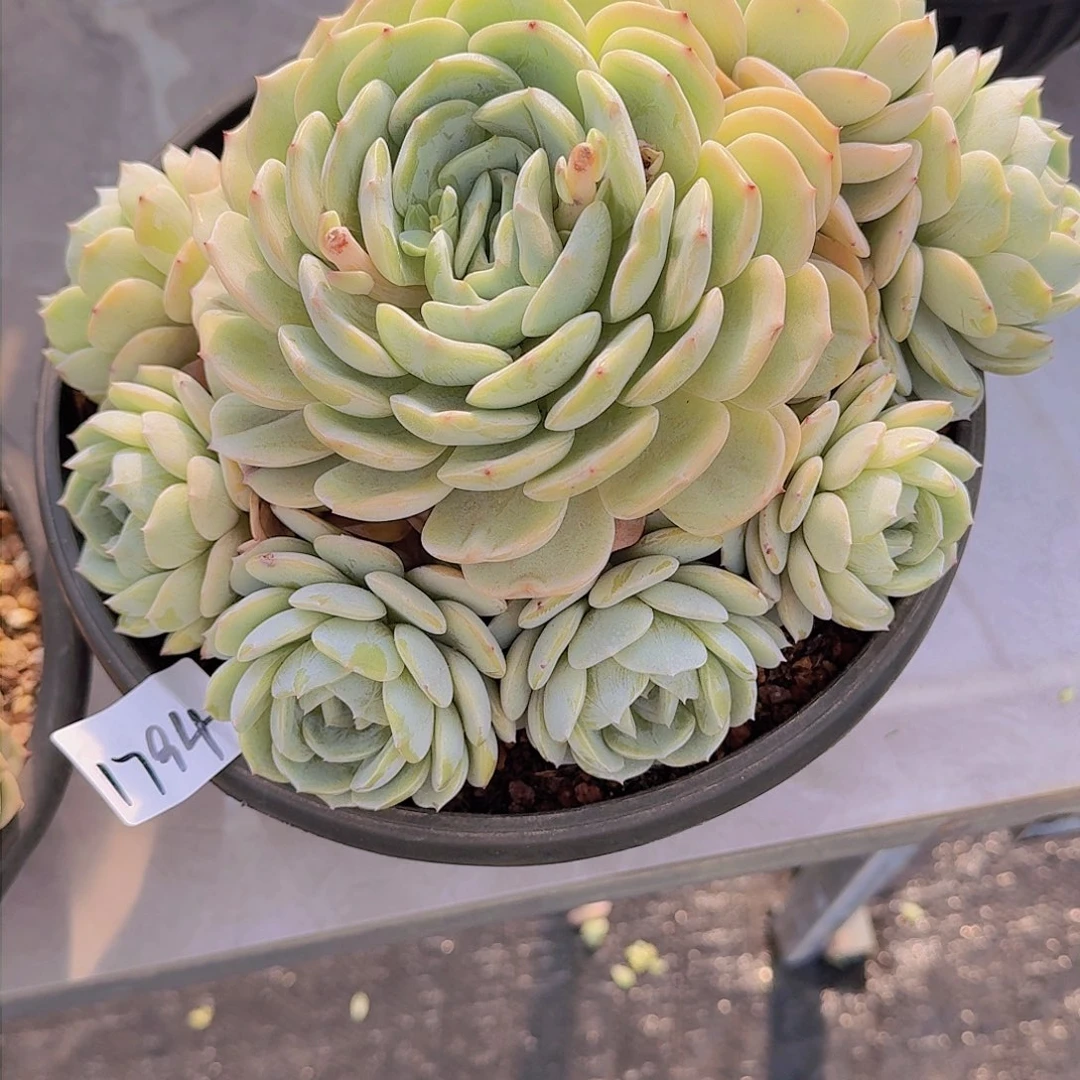 哒*鲵1794劳林多肉植物