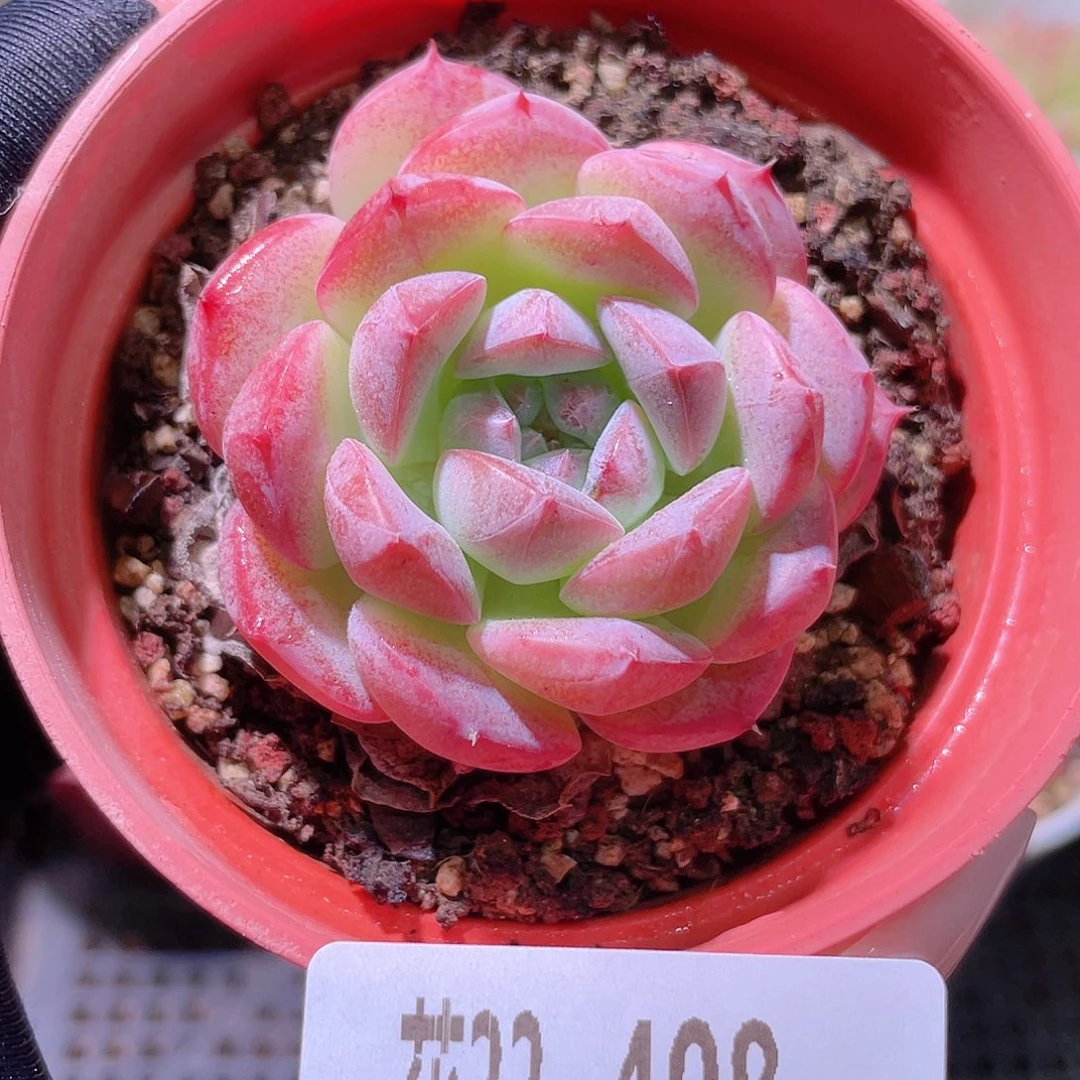 花利美22-408白桃汽水