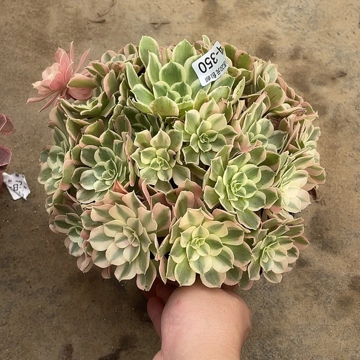 350男神多肉植物福利