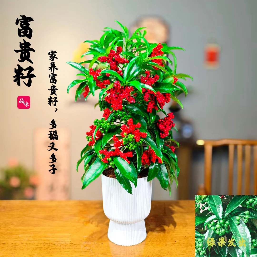 【带绿果发货】吉祥喜庆富贵籽带果盆栽禅意室内办公室四季好养绿植