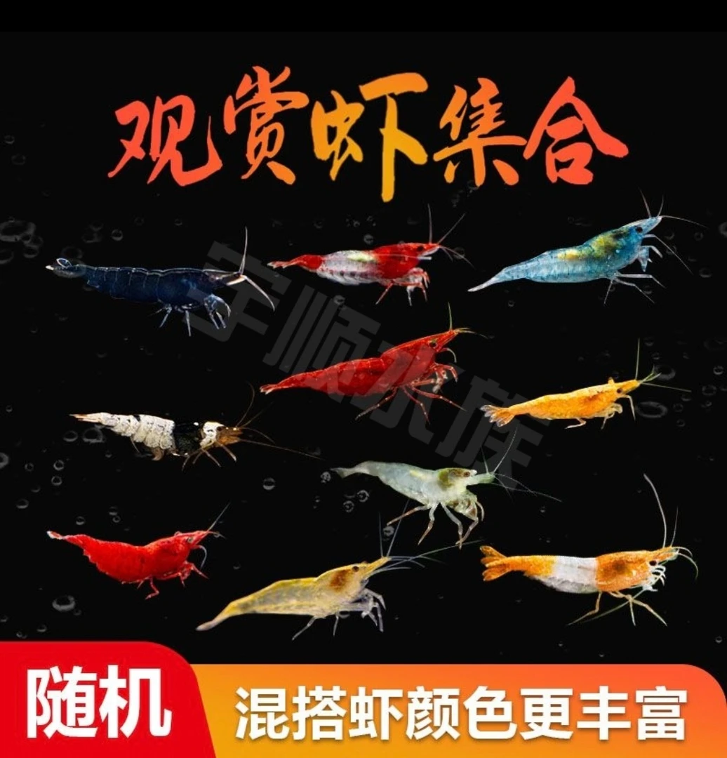 观赏清洁虾除藻虾工具虾冷水热带虾除藻好看好养鱼缸清洁小能手