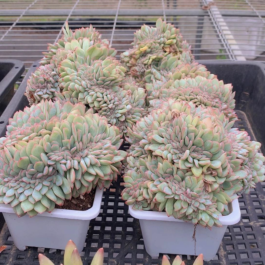 泡芙杂缀化55884885777777