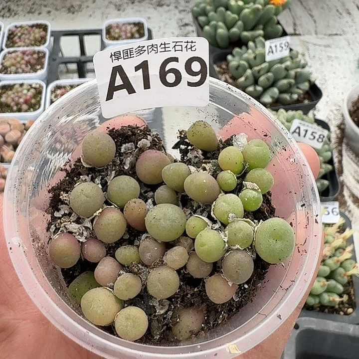 169多肉植物多肉植物