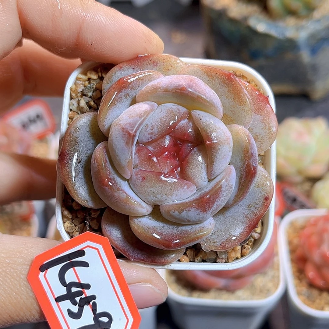 K459 糖炒栗子   满18包邮