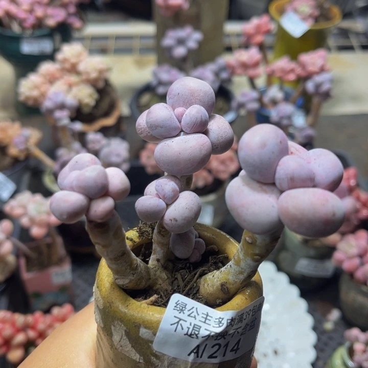 214 吧比奶酪8？厘米