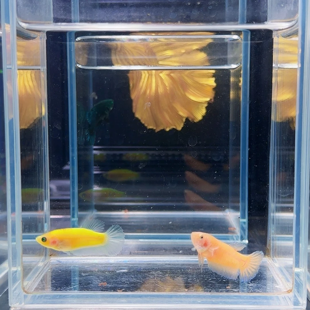 斗鱼活体观赏鱼好养耐活