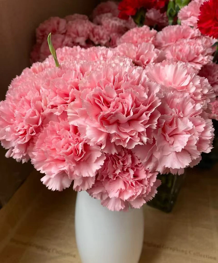 单头康乃馨-粉色 云南鲜花 任意两单包邮 生鲜产品拒收不售后