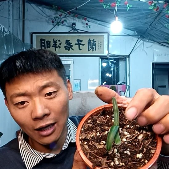 @猫头鹰118毛兰一颗