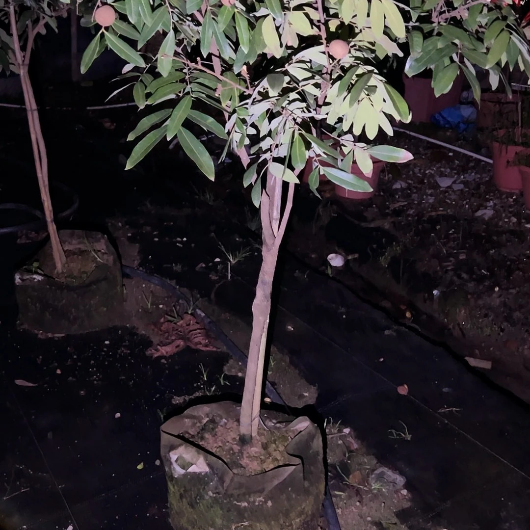 宏***达完全开放11111111