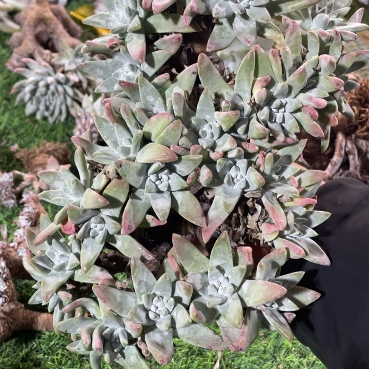 海瑟拇指粗桩福利