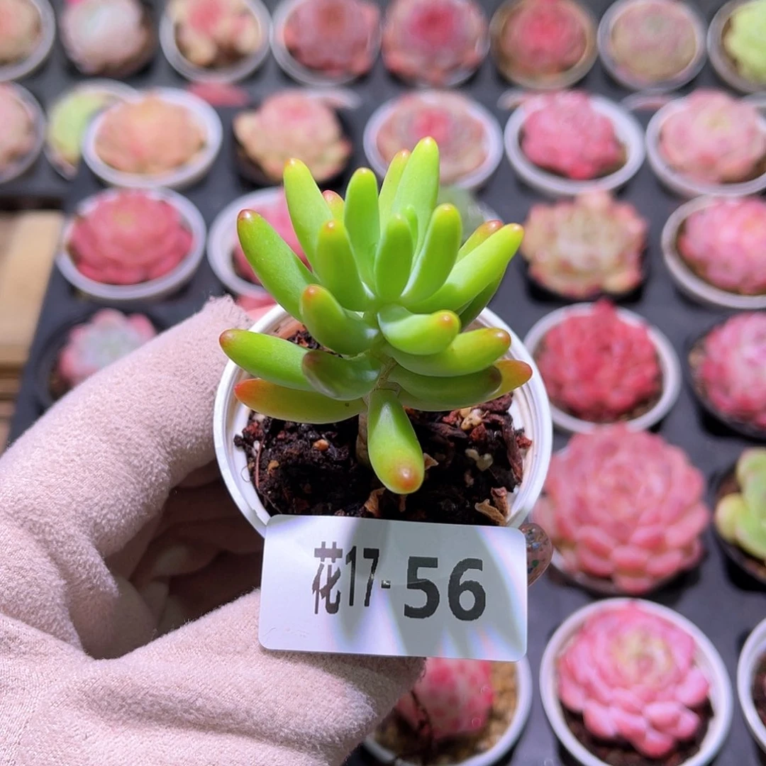 花利美17-56八千代