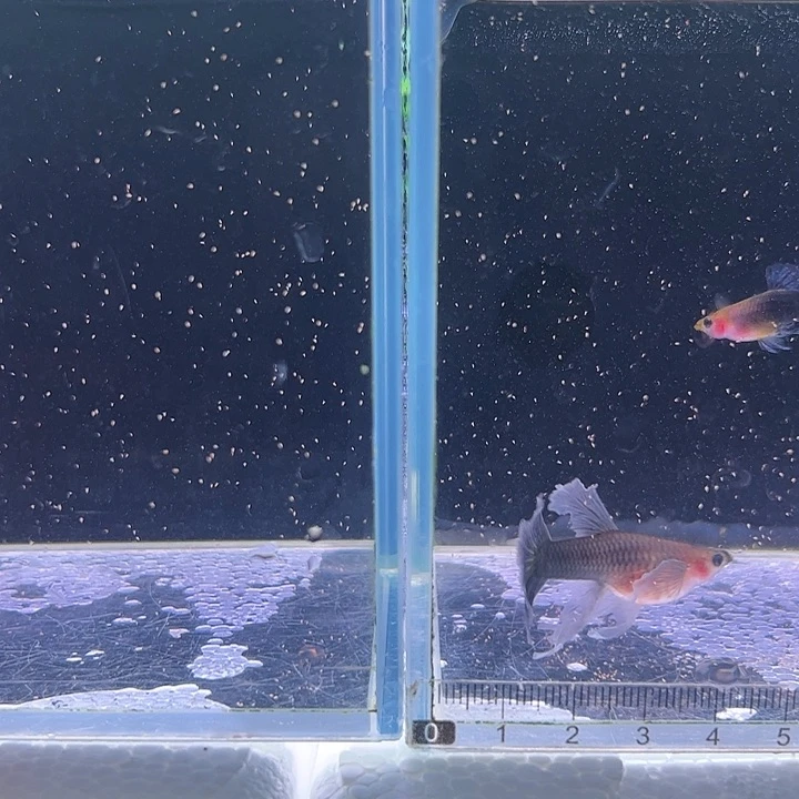 大***王孔雀鱼玻璃猫5对送1对