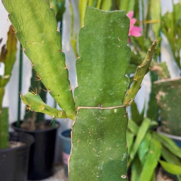 当前无花栽培后可以开花228