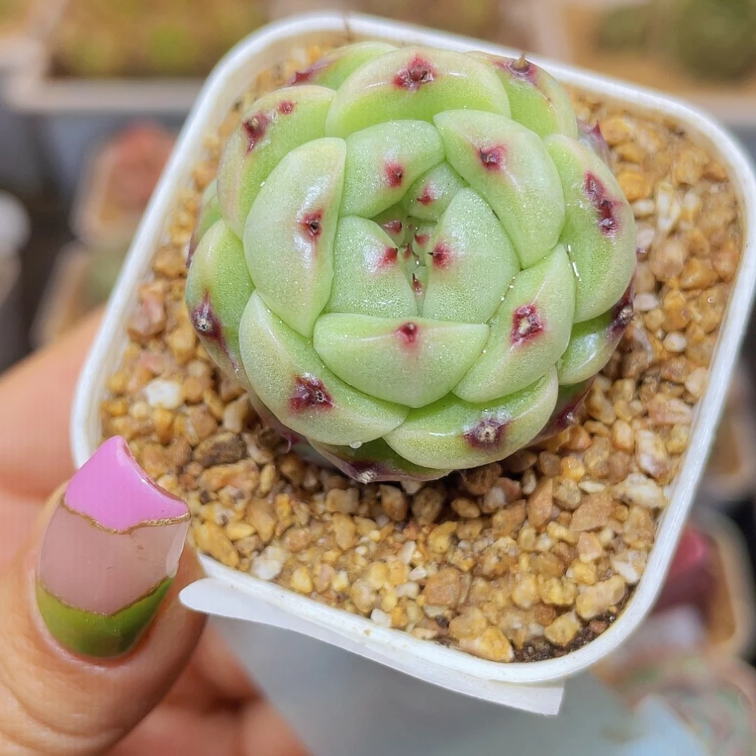 343小y上新哈哈哈