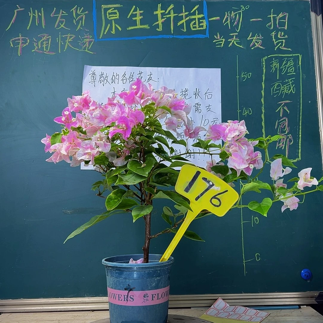 当前无花栽培后可以开花广红樱 176