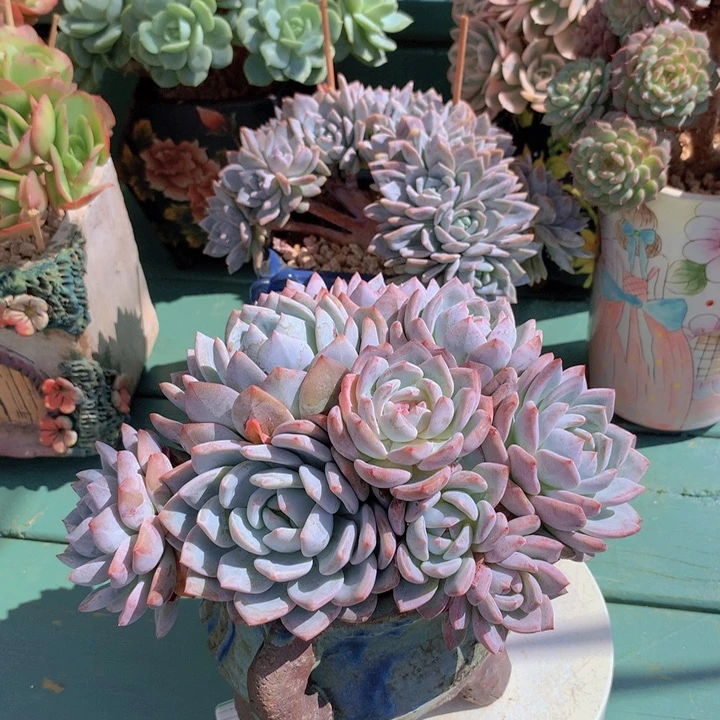 星影自然群无砍老桩