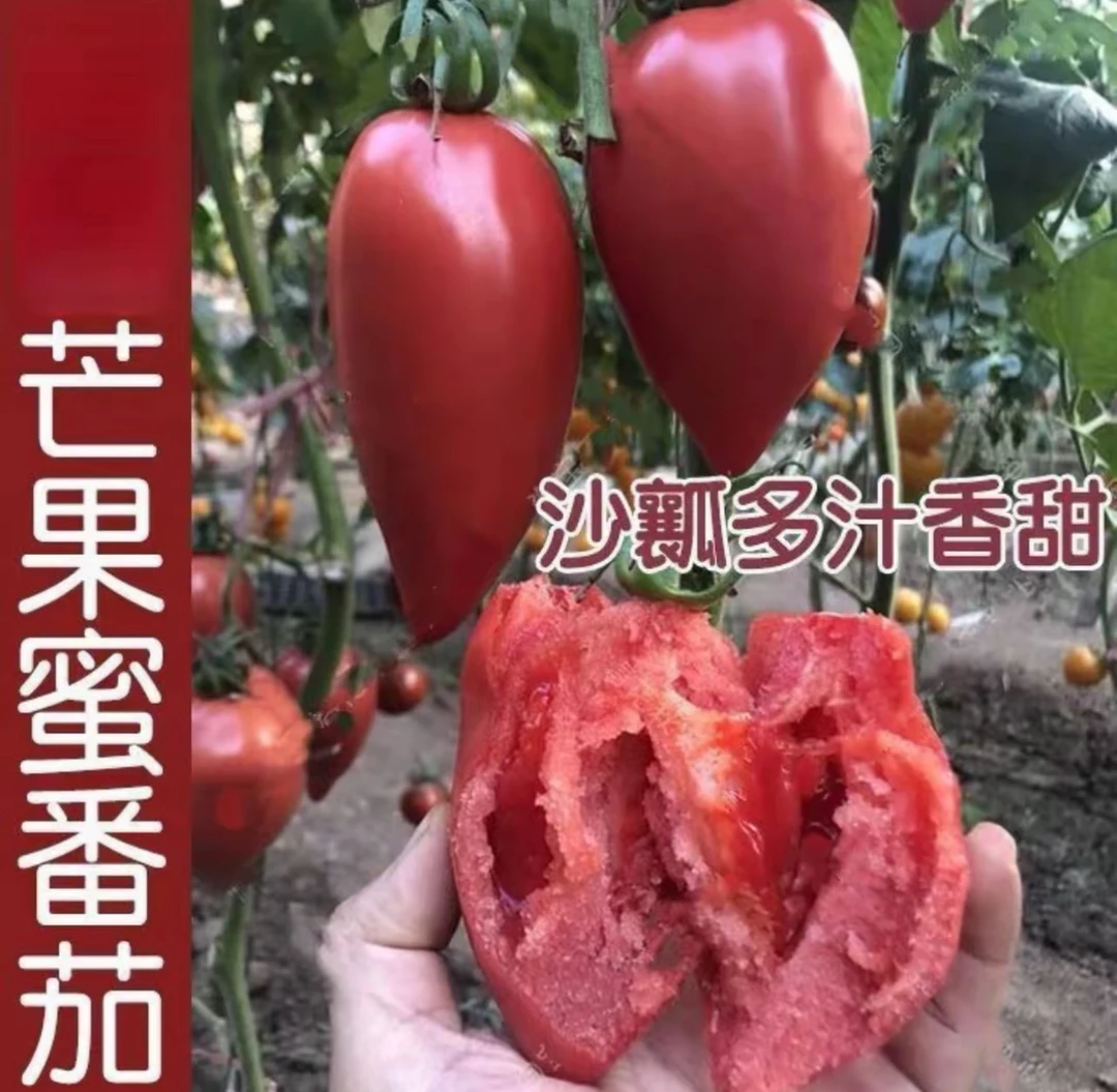 【红芒果番茄种子】四季种植盆栽地栽阳台小院种植