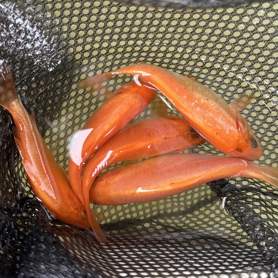 兴国红狸渔锦鲤渔荷包鲤渔稻田鲤渔