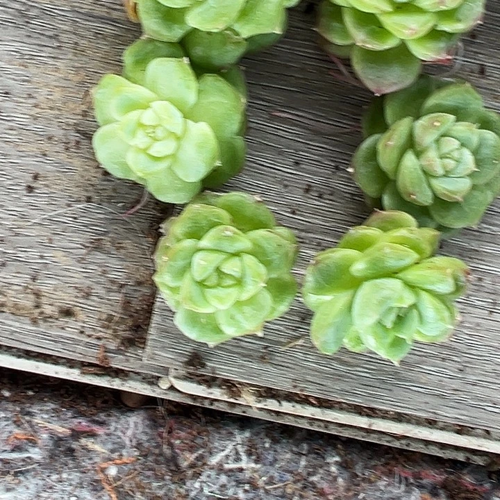 多肉植物珍妮石化一颗带根