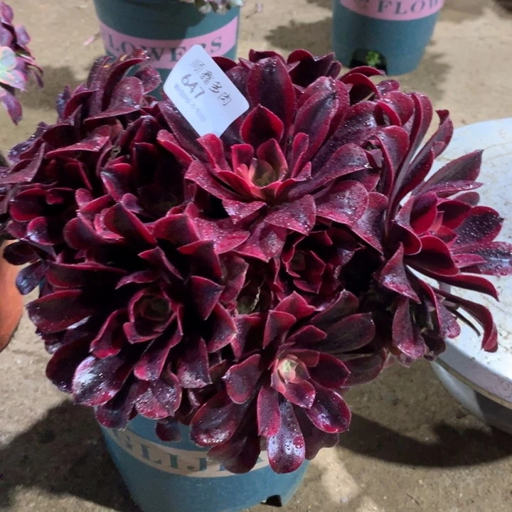 647蒙娜丽莎多肉植物