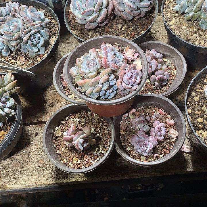 四喜丸子哈哈哈哈哈哈哈哈