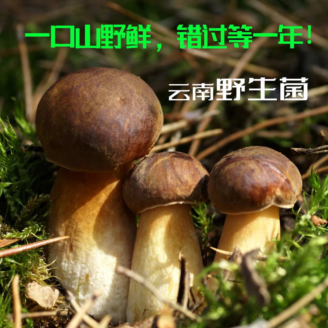 +【云南野生菌】云南新鲜野生菌当季特产美味顺丰空运