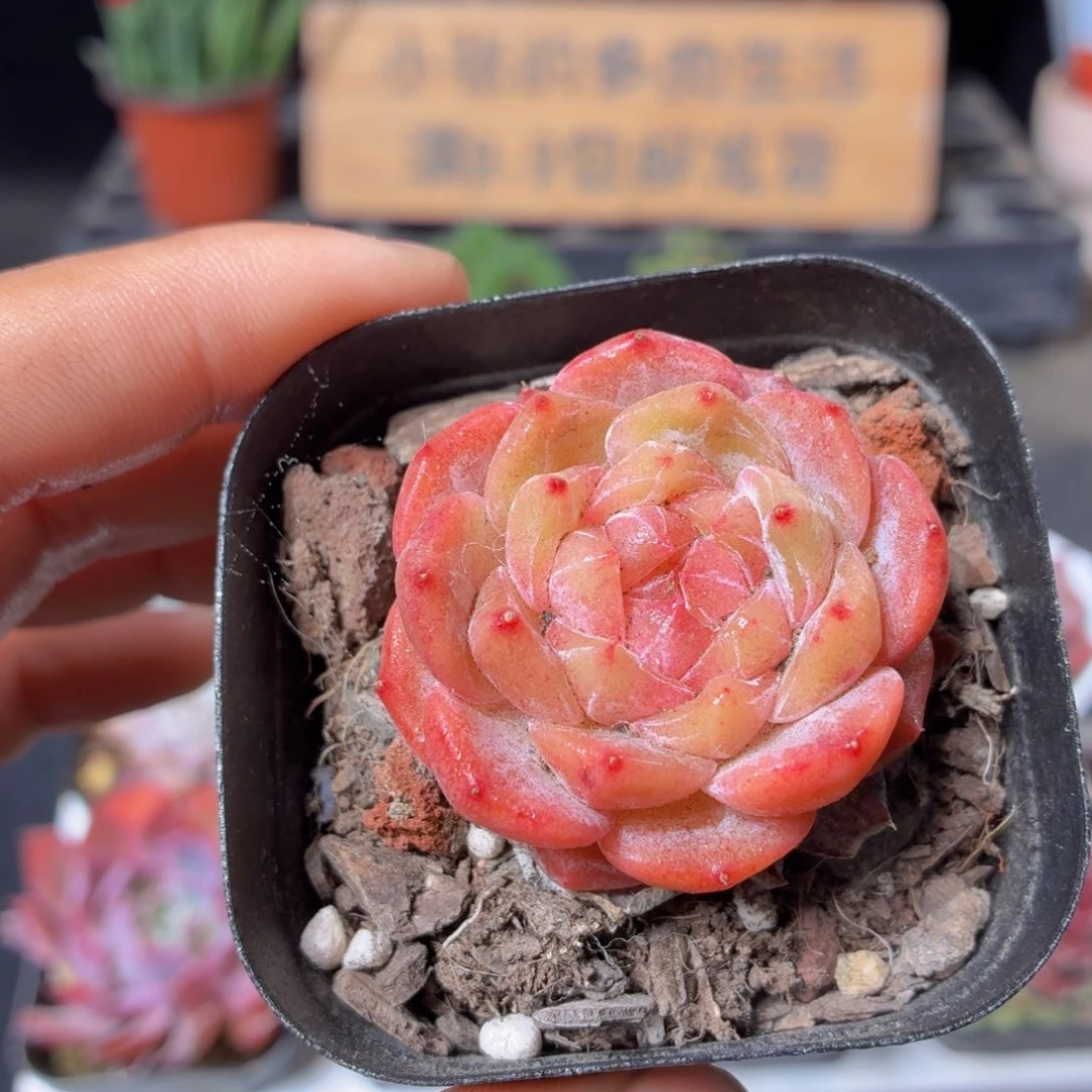 雪塔多肉9.9包邮发货