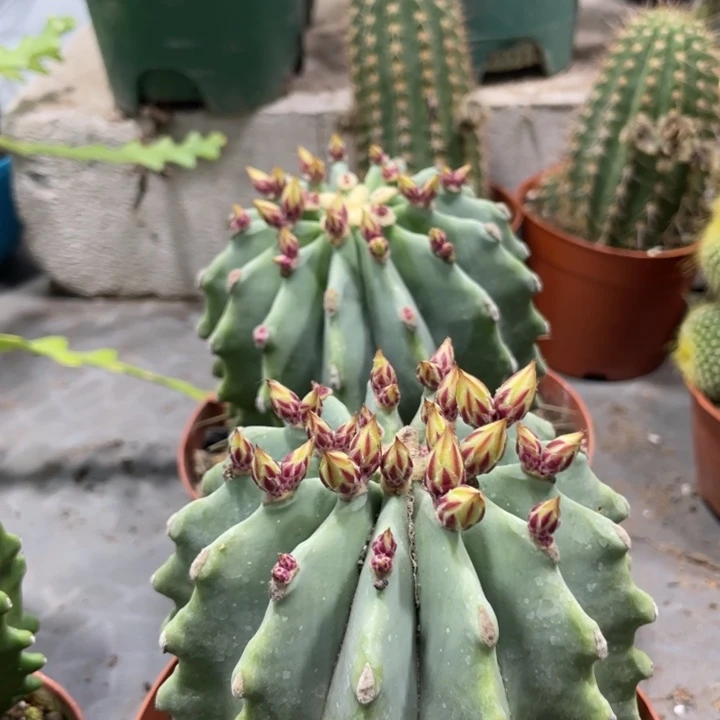 实生无刺王冠龙大颗