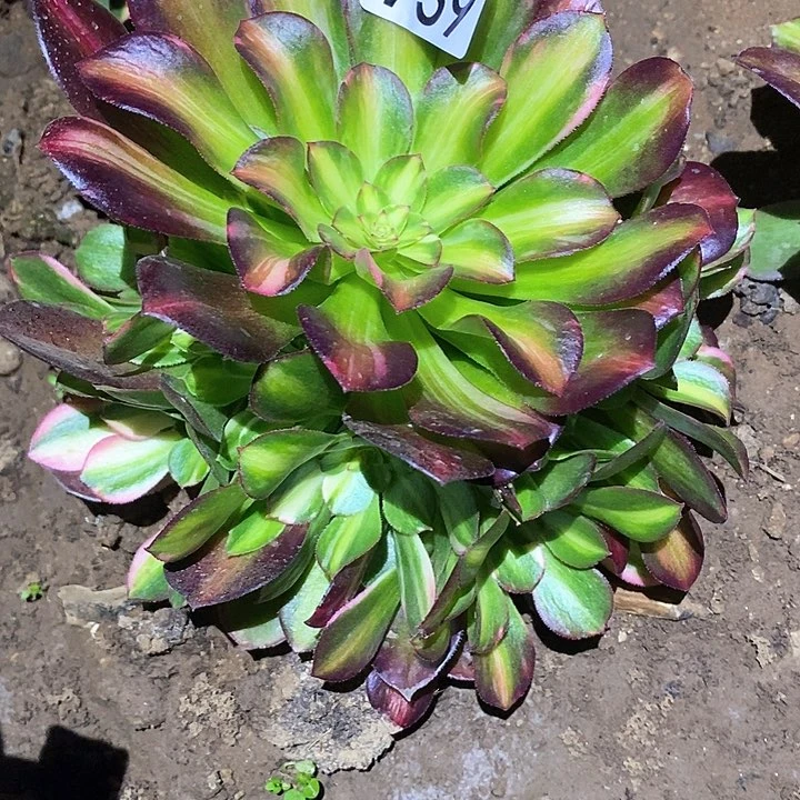 多肉植物法师739流星雨