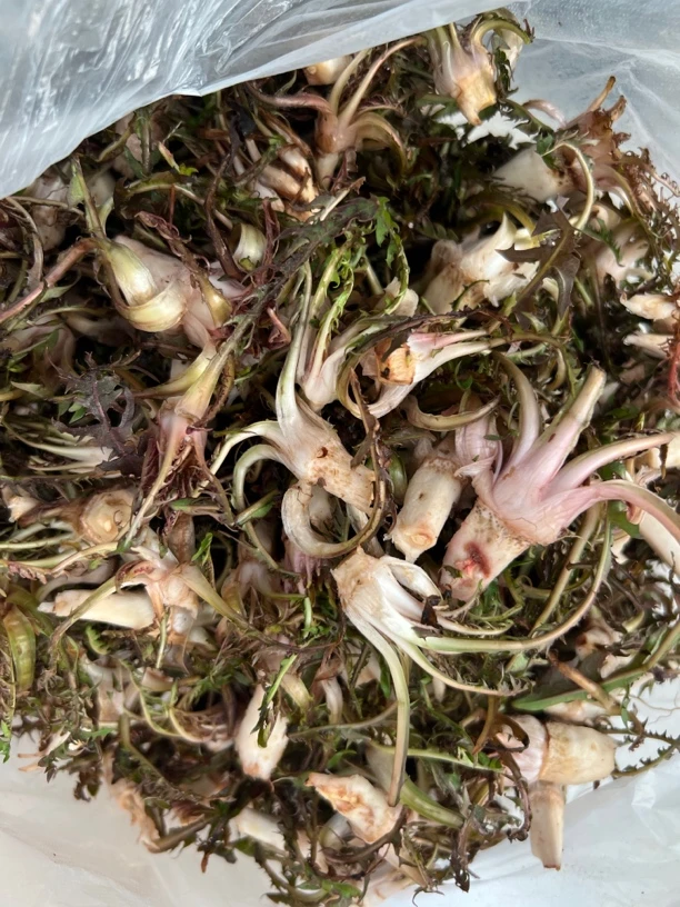 野生 山野菜 婆婆丁  小根菜 1斤