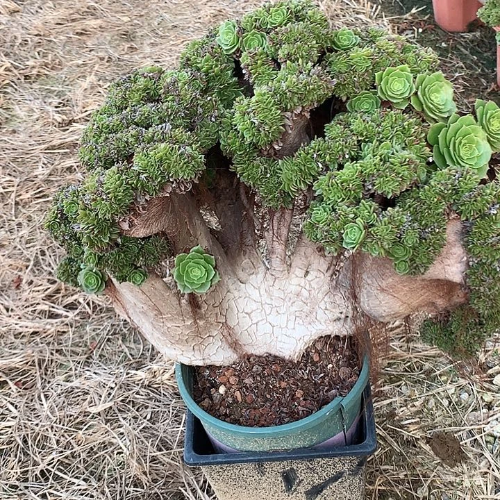 微瑕万朵朵脱土发货啊
