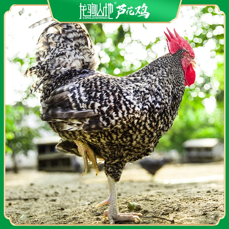 龙驹山地芦花鸡白条公鸡≥2.8斤 高山散养 农产品营养