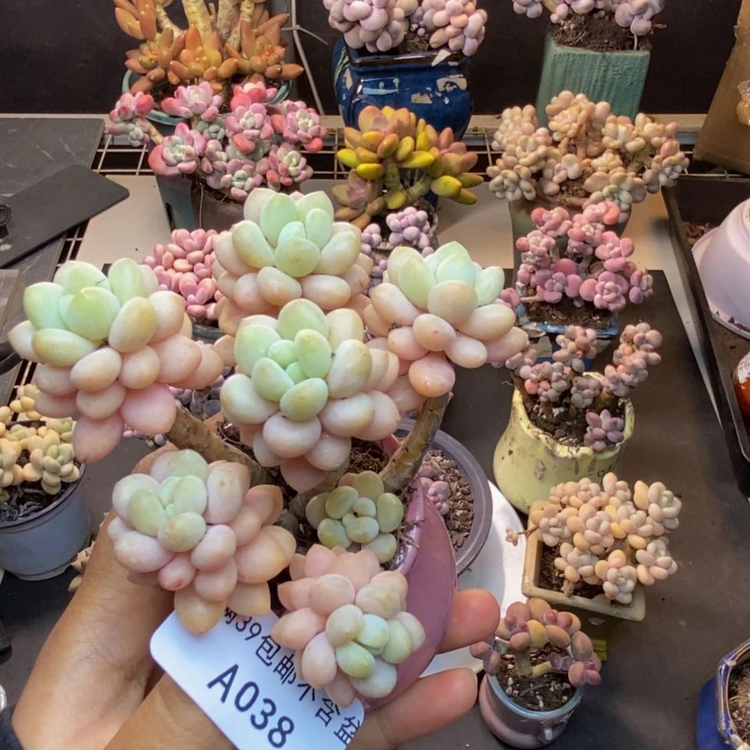 038洛可可多肉7cm