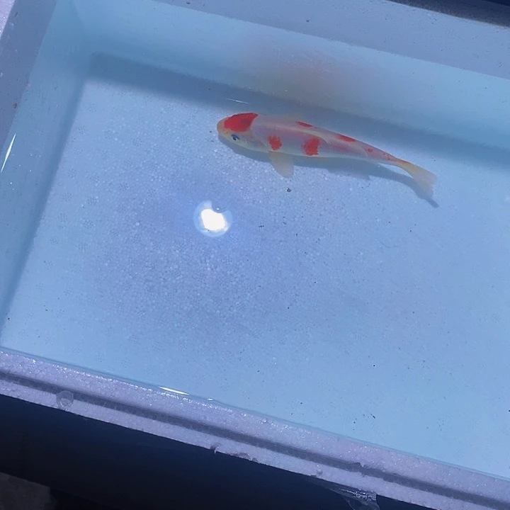 锦鲤锦鲤活鱼开箱包活
