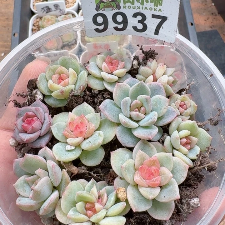 多肉植物多肉植物