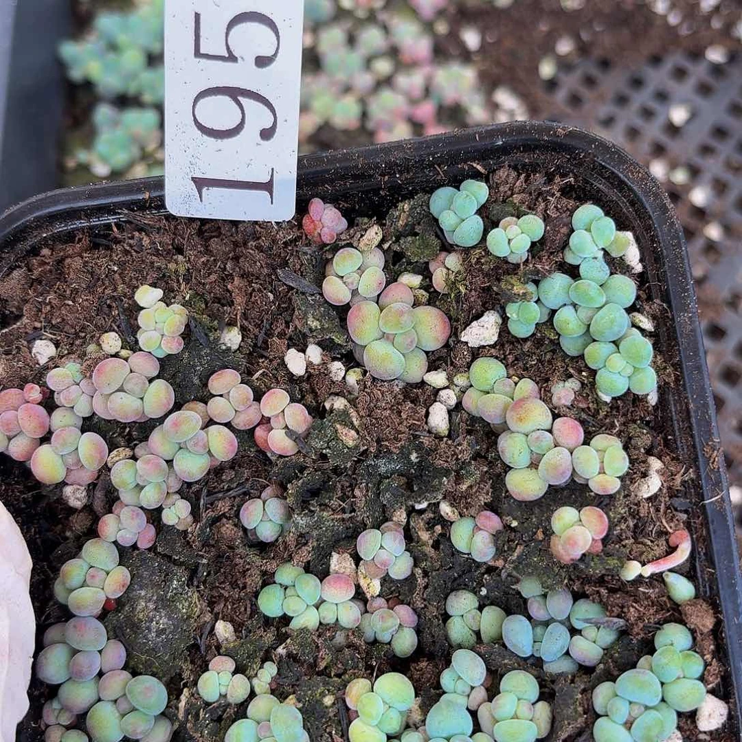 多肉植物多肉植物195