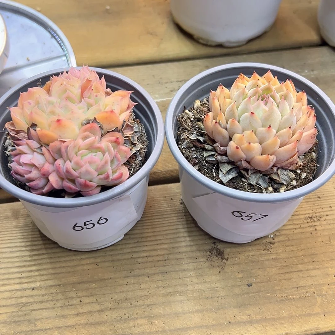 .****丶天蝎座多头656 单头657