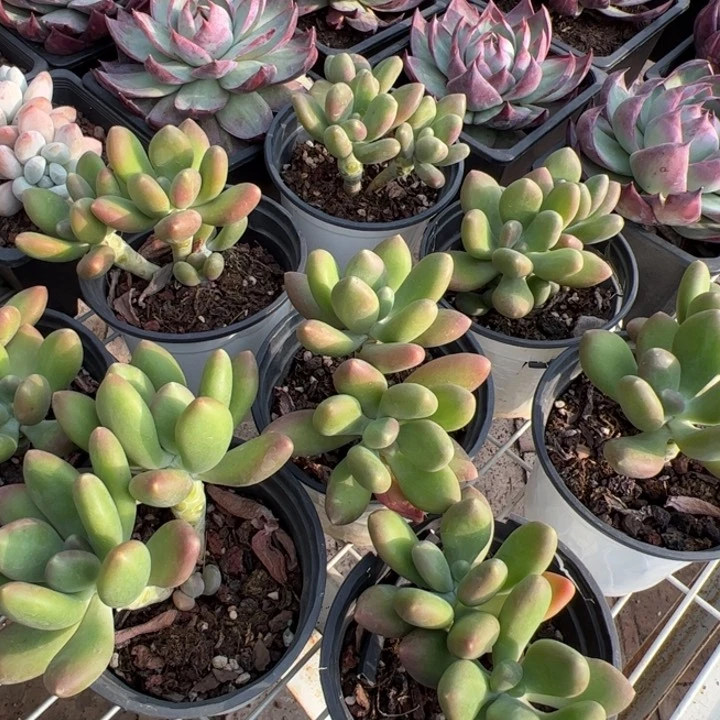 新疆包邮 芒果奶