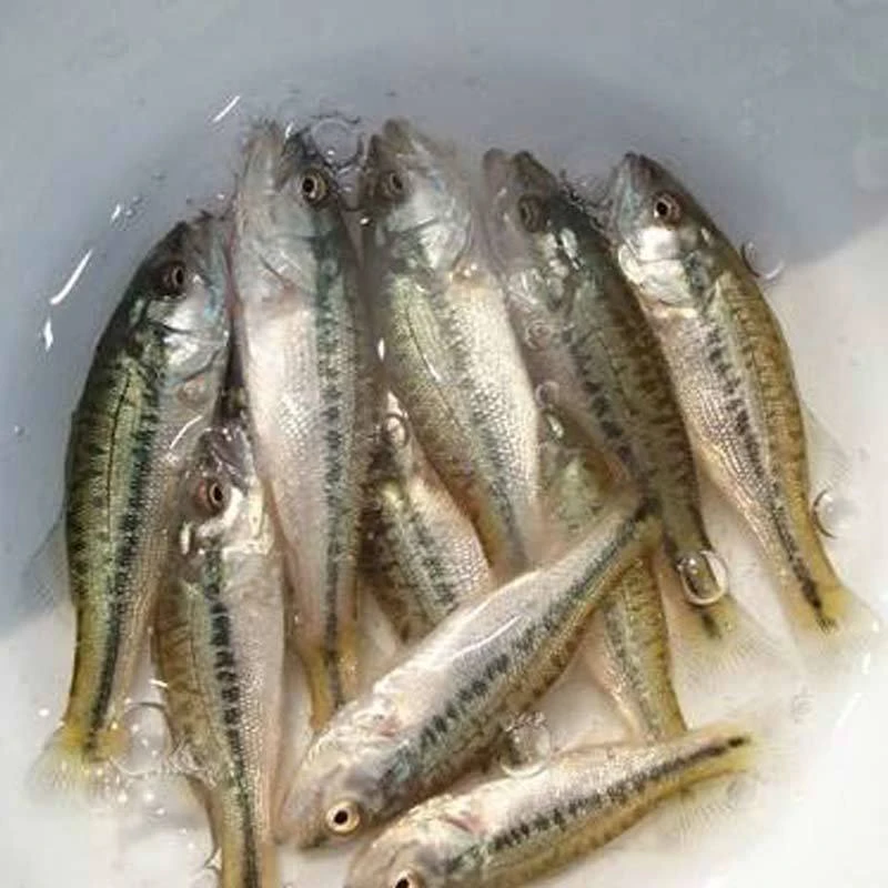 加州鲈鱼大口黑鲈鱼淡水鲈鱼观赏鱼鱼缸养殖路亚凶猛鱼