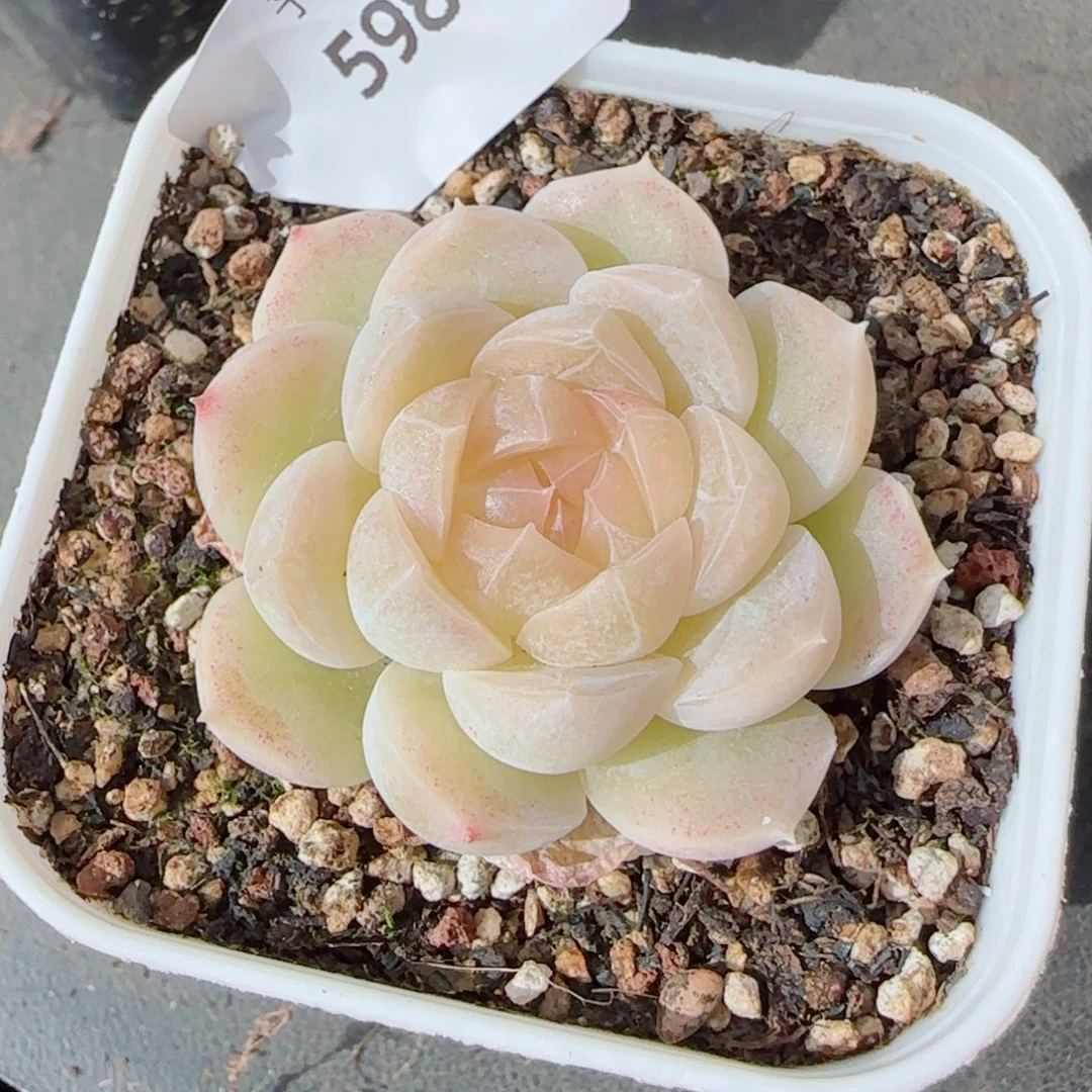 孤品珍妮，5986多肉植物