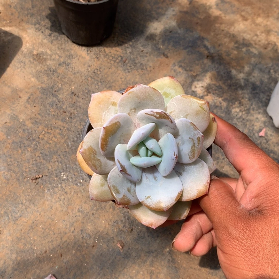 我是第二十五次和小