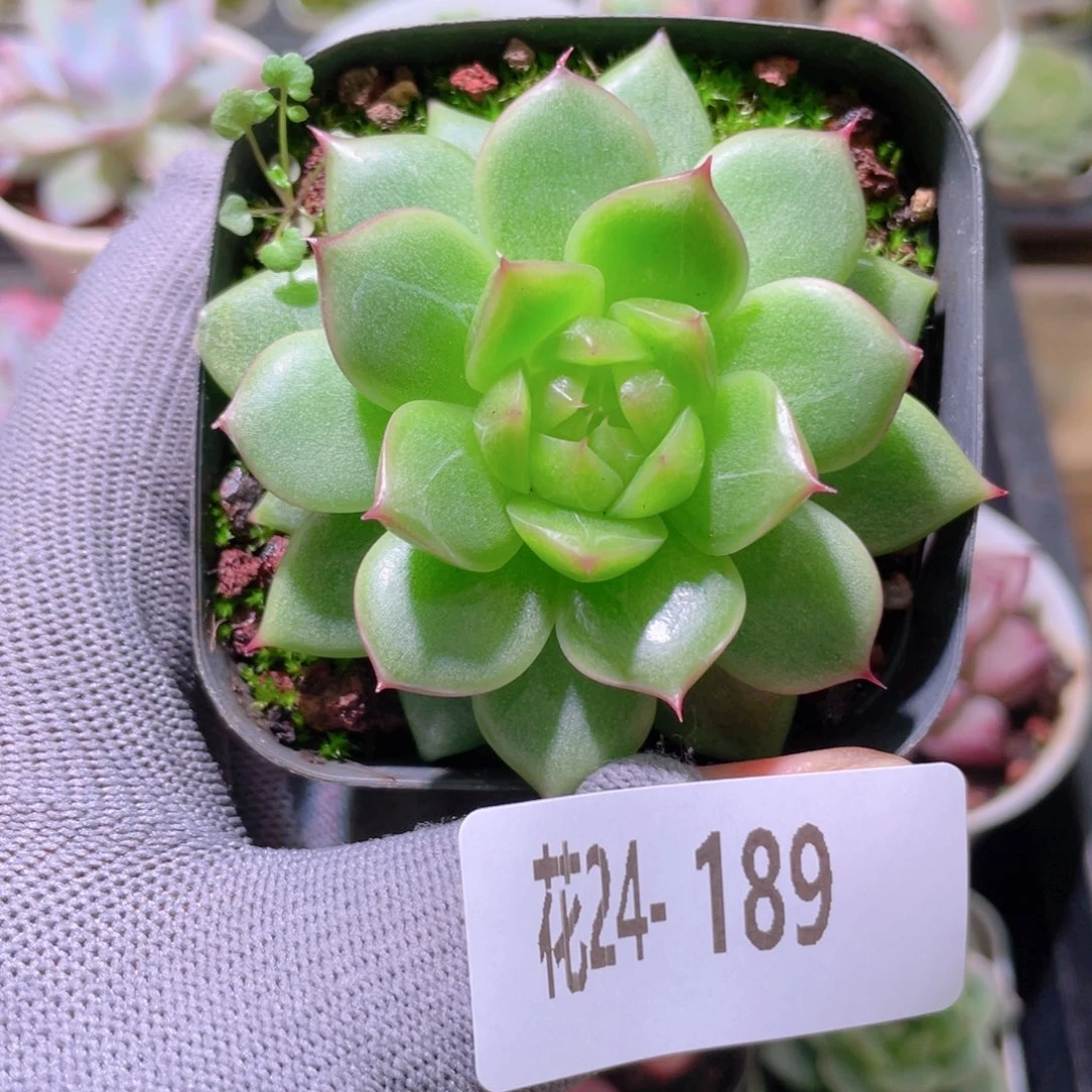 花利美24-189海王
