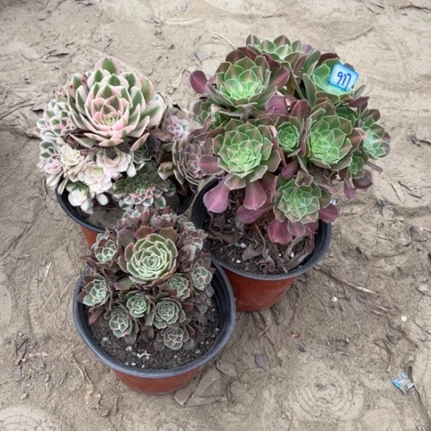977多肉植物组合，