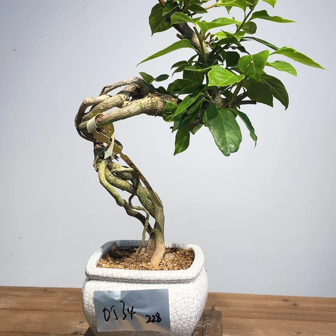 无花朵三角梅高度50厘米左右